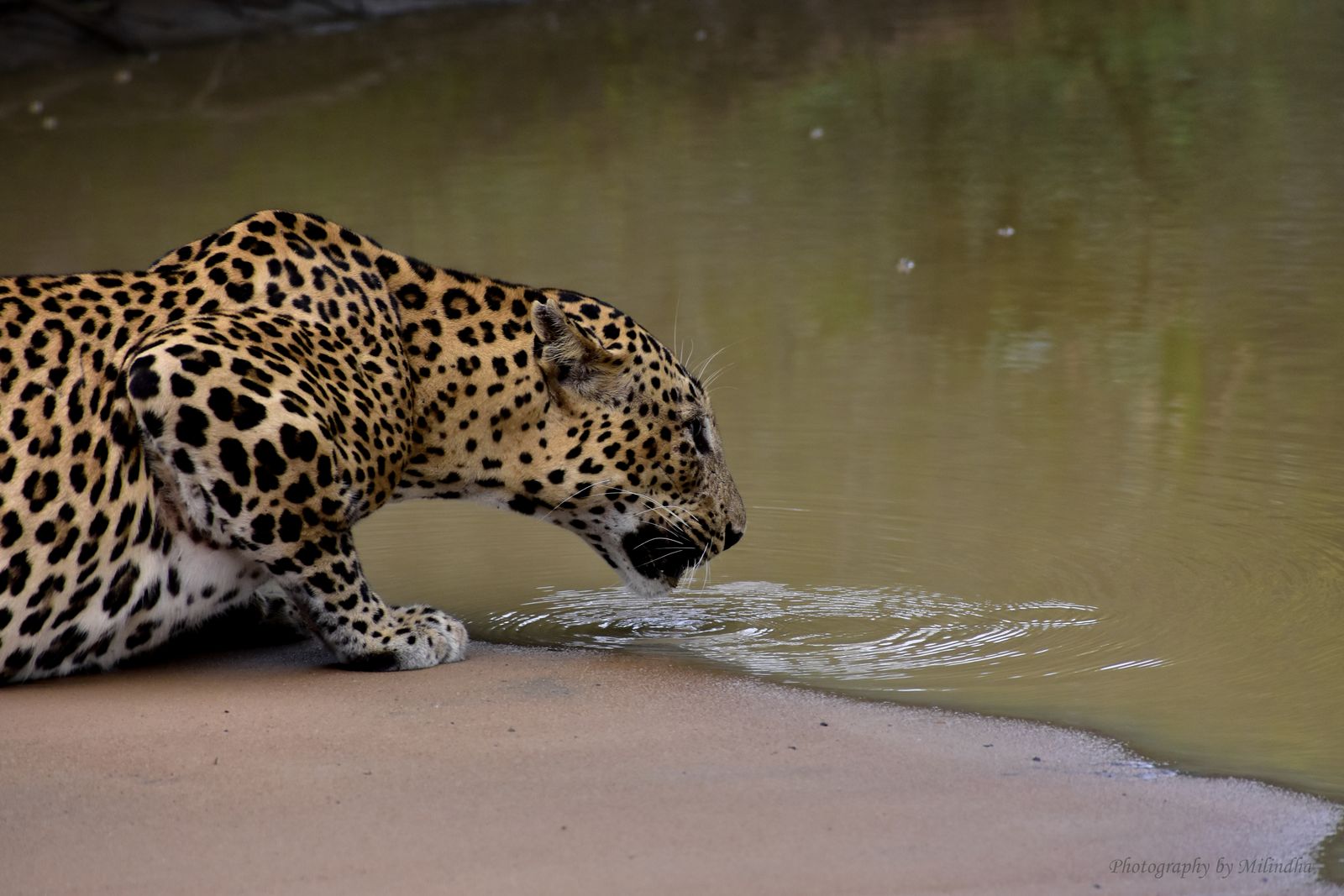 Léopard dans la jungle du Sri Lanka