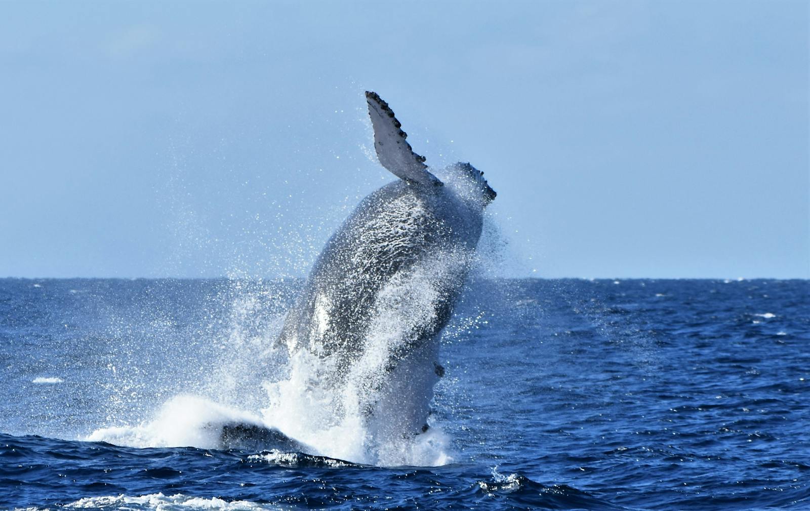 Saut de baleine à bosse hors de l'eau, gerbe d'écume autour