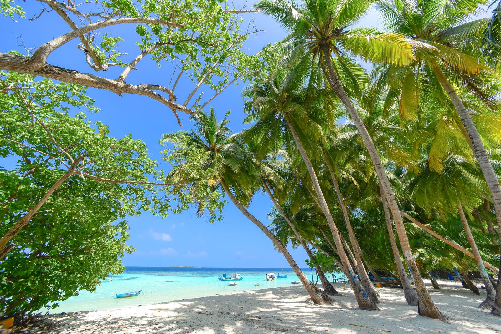 Ruelle d'une île locale des Maldives bordée de palmiers