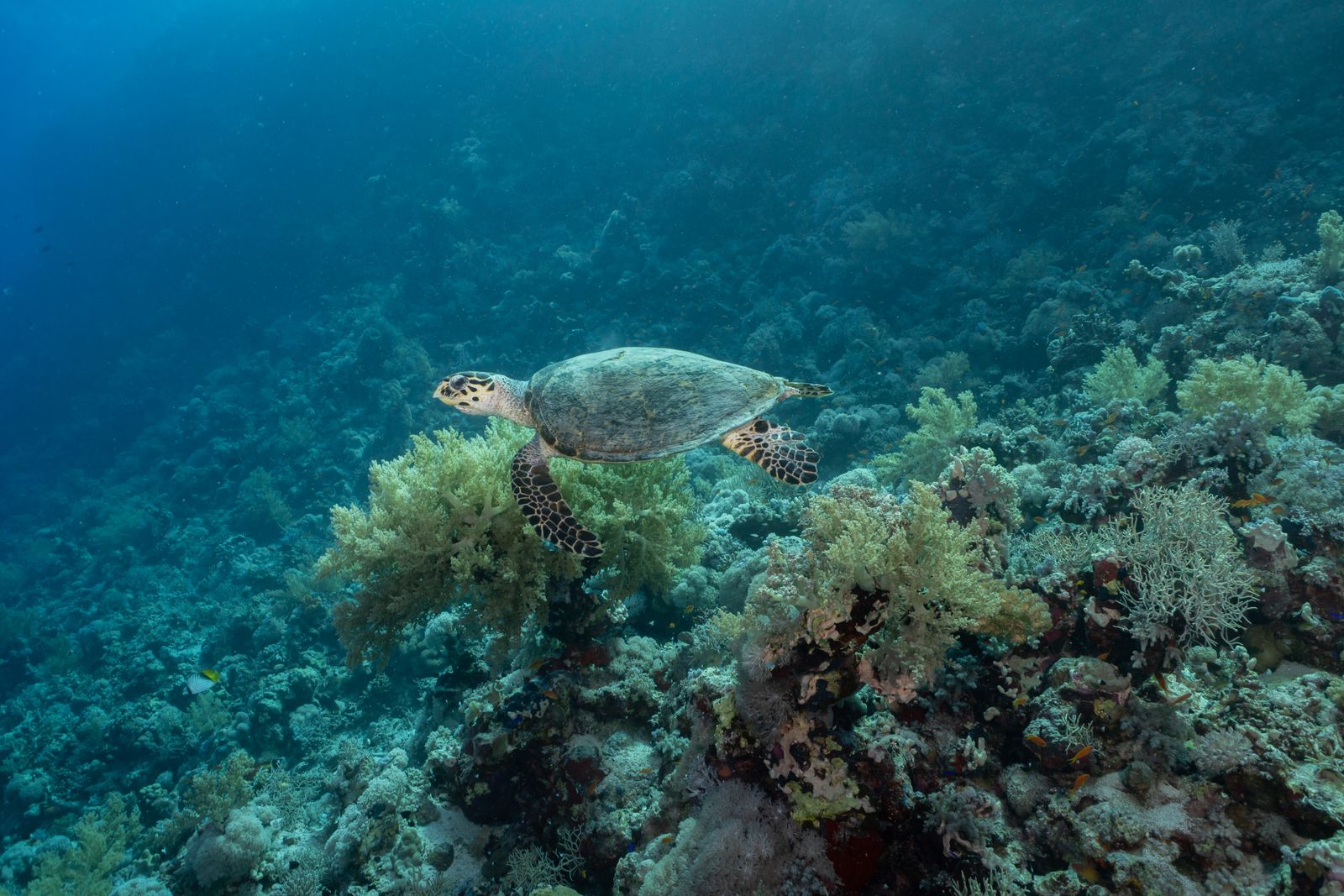 Snorkeling avec une tortue sur un récif corallien des Maldives
