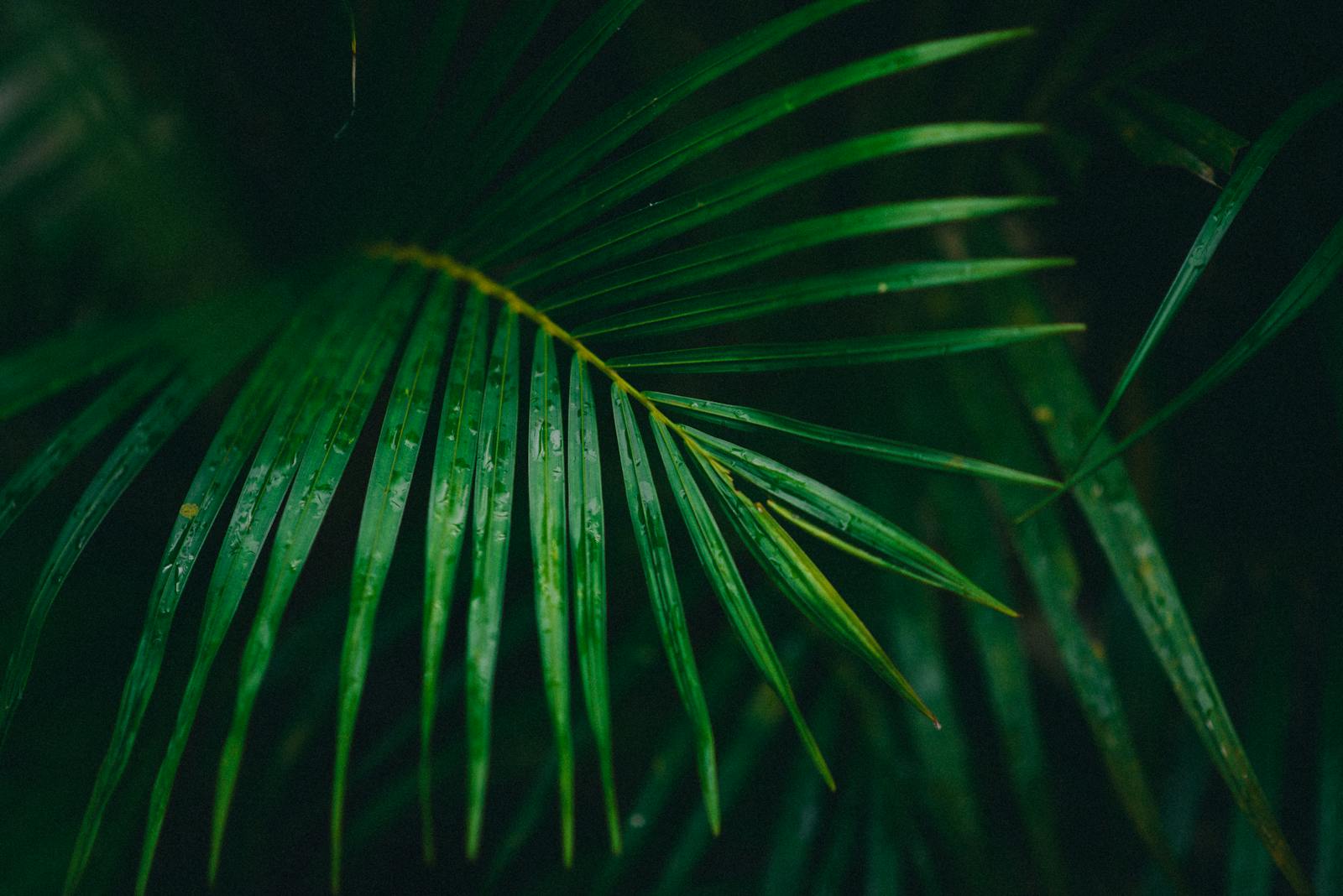 Feuilles de palmier vertes couvertes de gouttes de pluie tropicale
