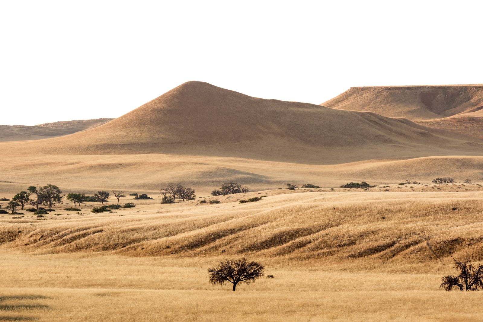 Plaines herbeuses et collines du Namib au soleil rasant, Namibie