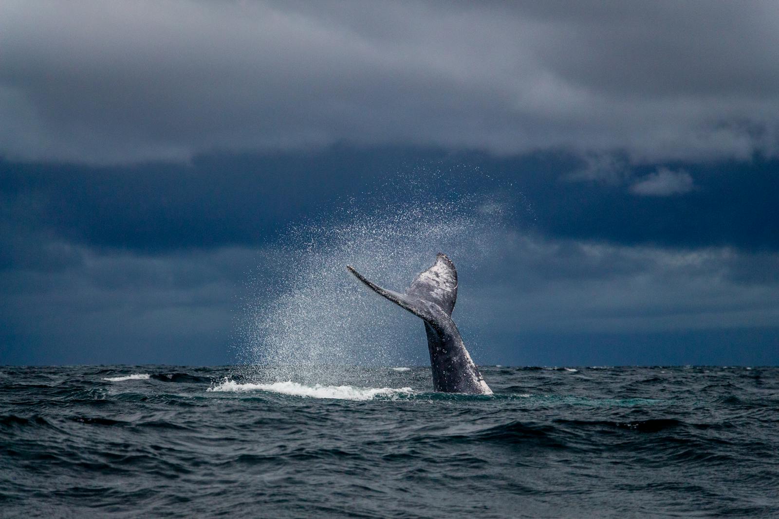 Baleine à bosse nageant sous la surface dans des eaux tropicales