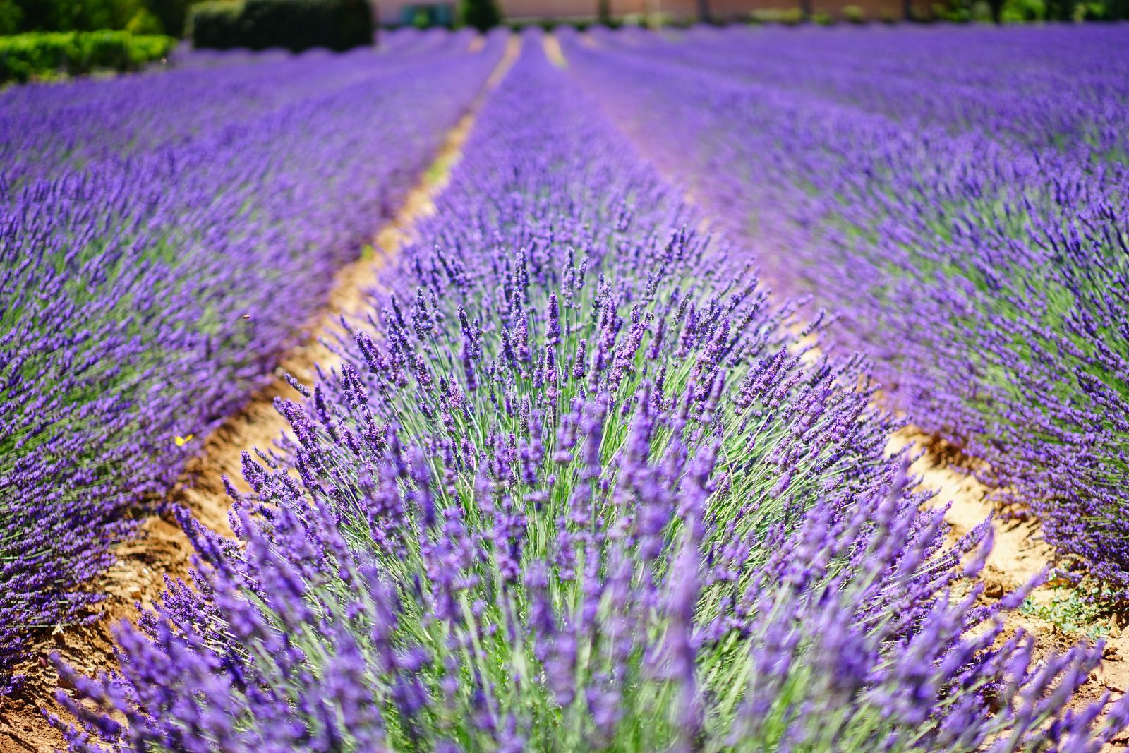 Rangs de lavande en fleur dans un champ provençal