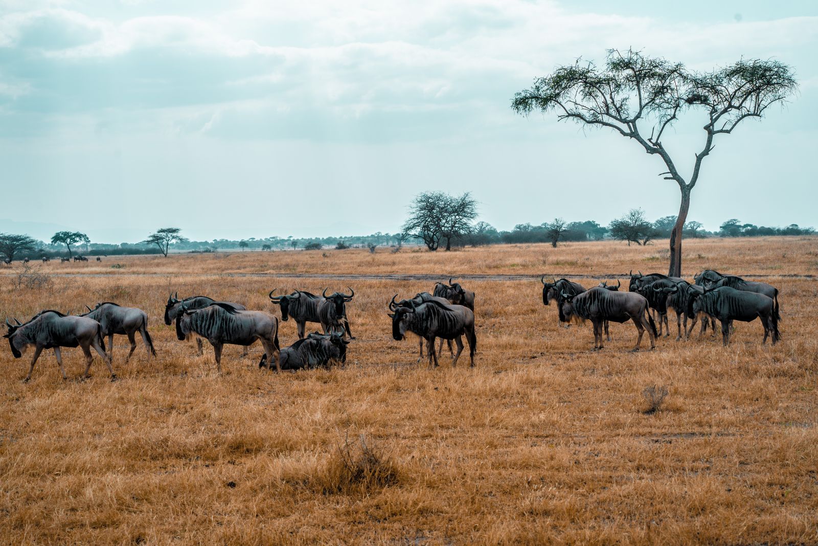 Troupeau de gnous dans les plaines du Serengeti au coucher du soleil, Tanzanie