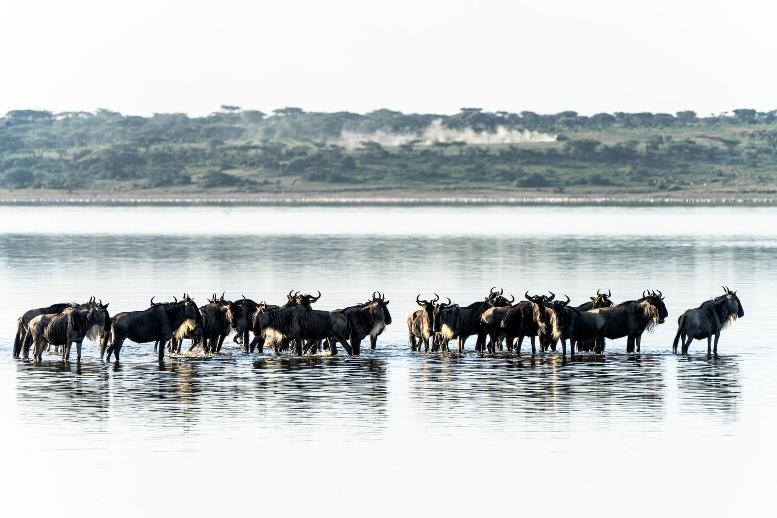 Gnous traversant un lac du Serengeti pendant la migration, flamants roses en arrière-plan
