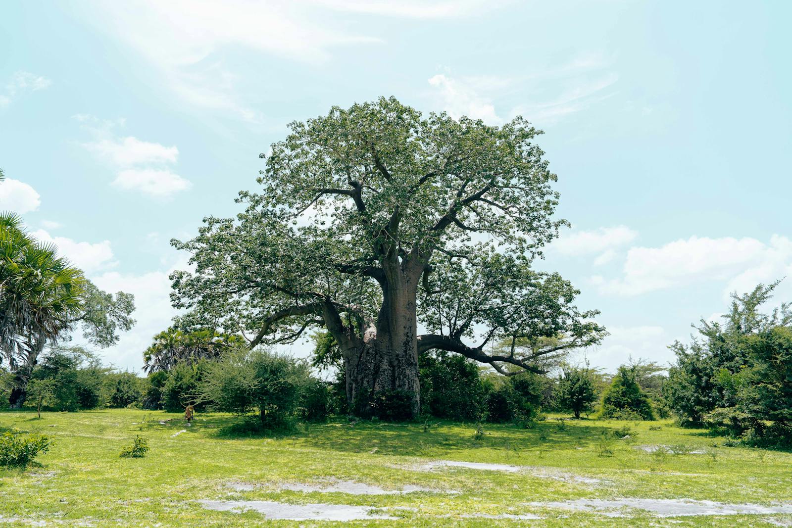 Allée des Baobabs Morondava