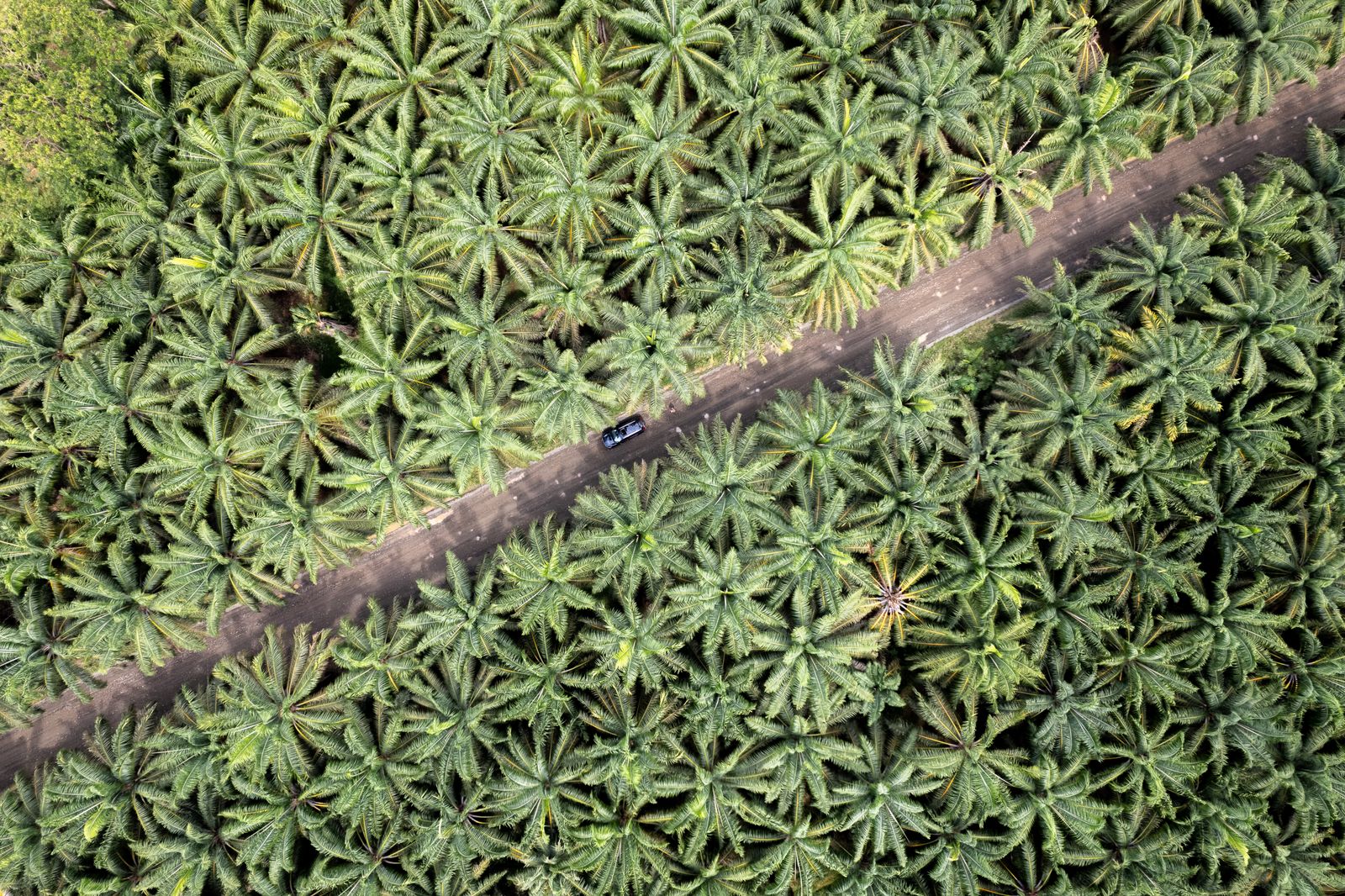 Voiture sur une route bordée de palmiers à Parrita au Costa Rica