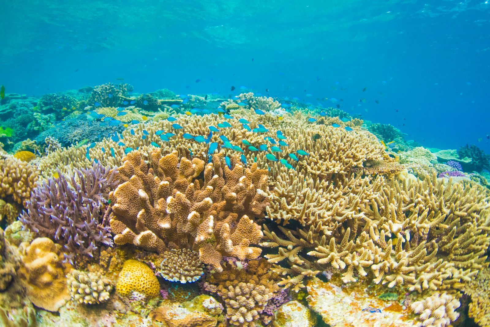 Jardin de corail coloré dans un lagon des Maldives