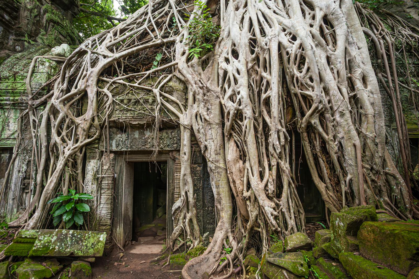 Racines géantes de fromager enserrant les ruines du temple Ta Prohm à Angkor