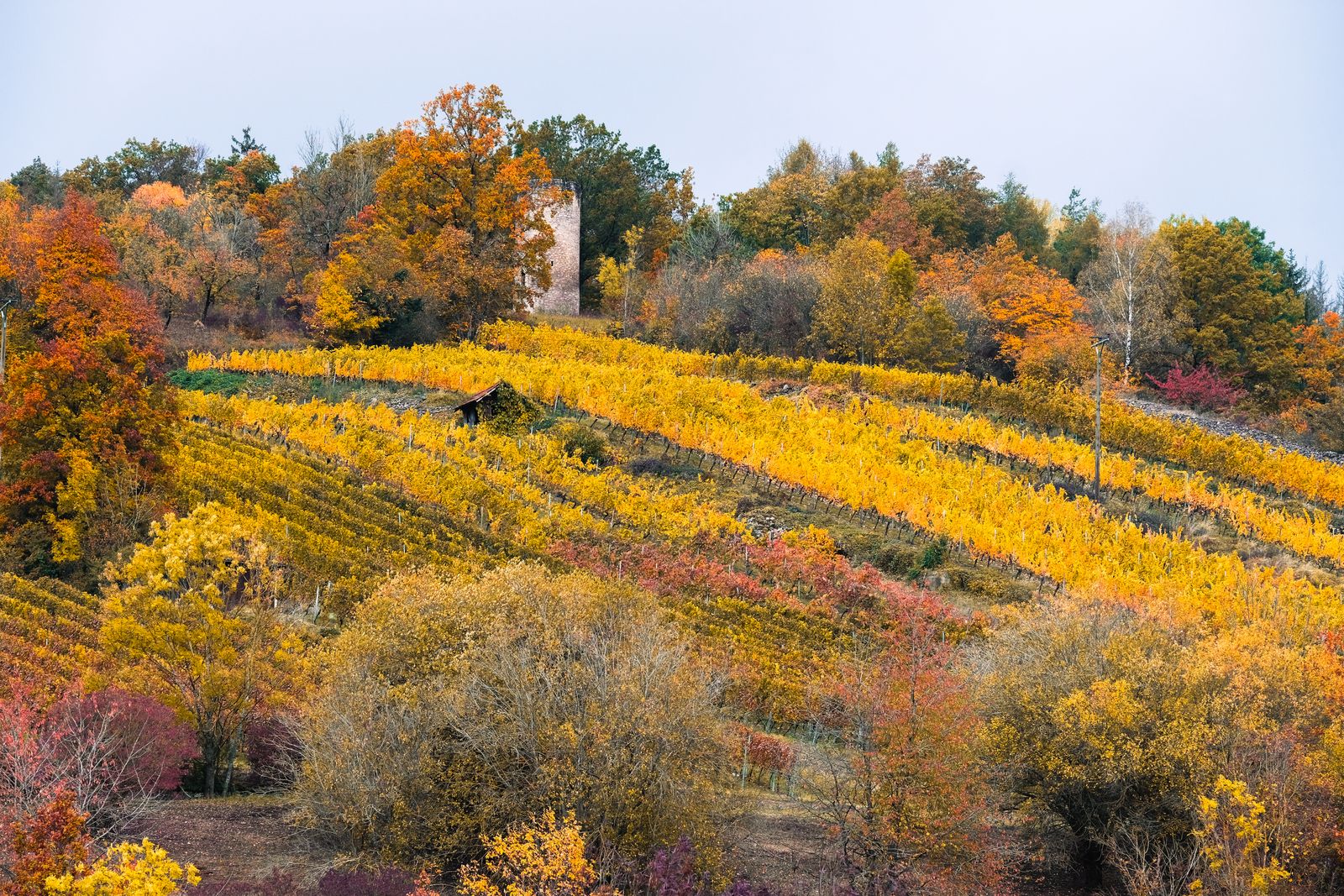 Rangs de vigne dorés sur les coteaux du vignoble alsacien
