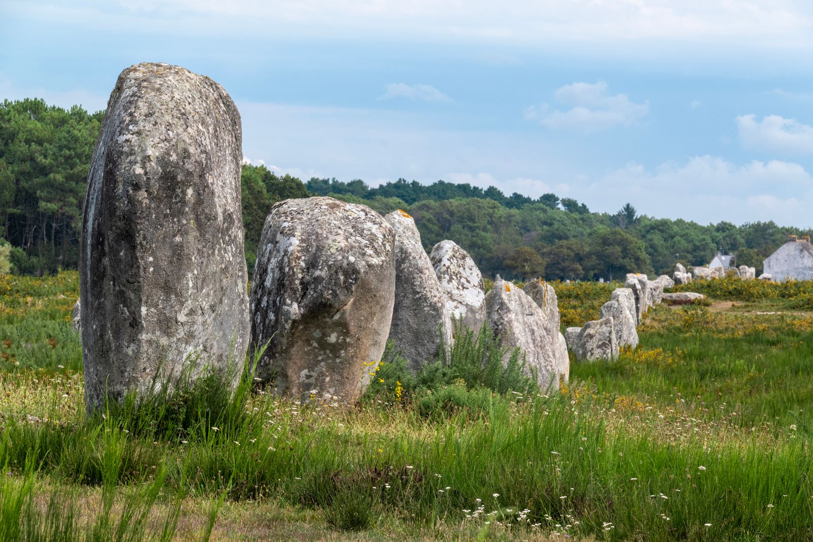 Alignements de menhirs dans la lande à Carnac