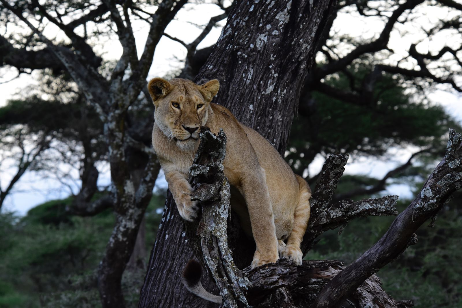 Lions dans la savane du Serengeti, Tanzanie