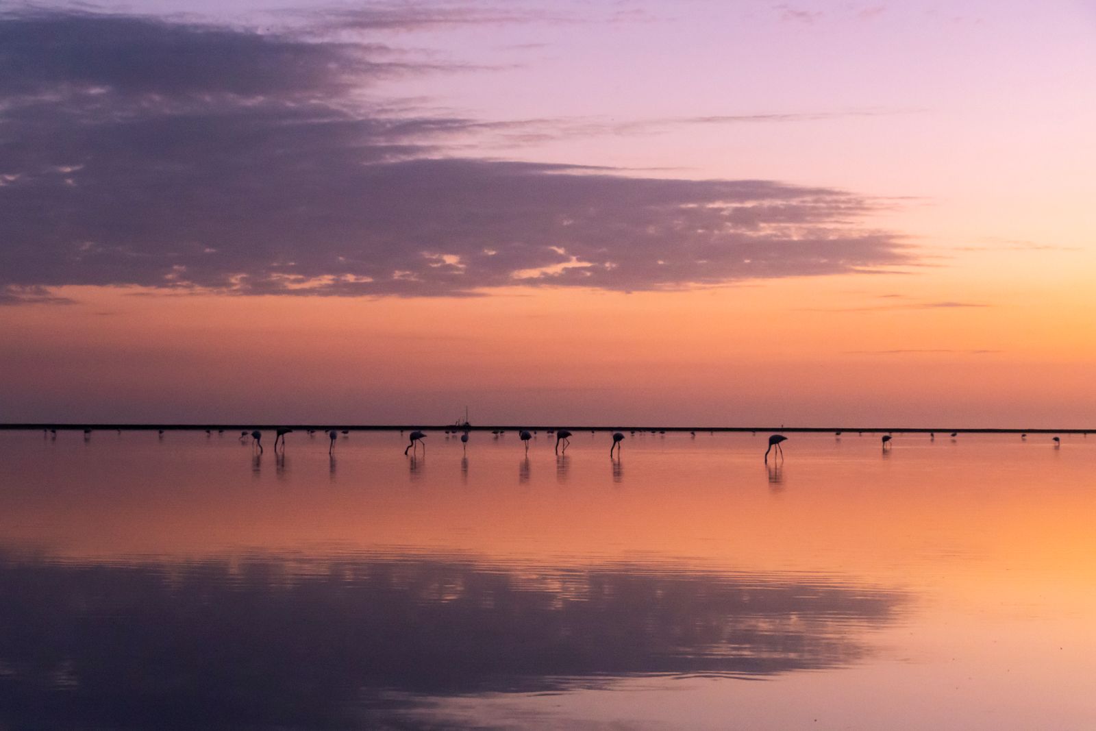 Flamants roses sur un étang de Camargue au crépuscule