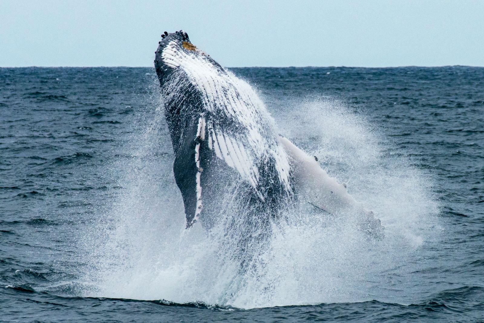 Baleine à bosse jaillissant hors de l'eau lors d'un saut spectaculaire