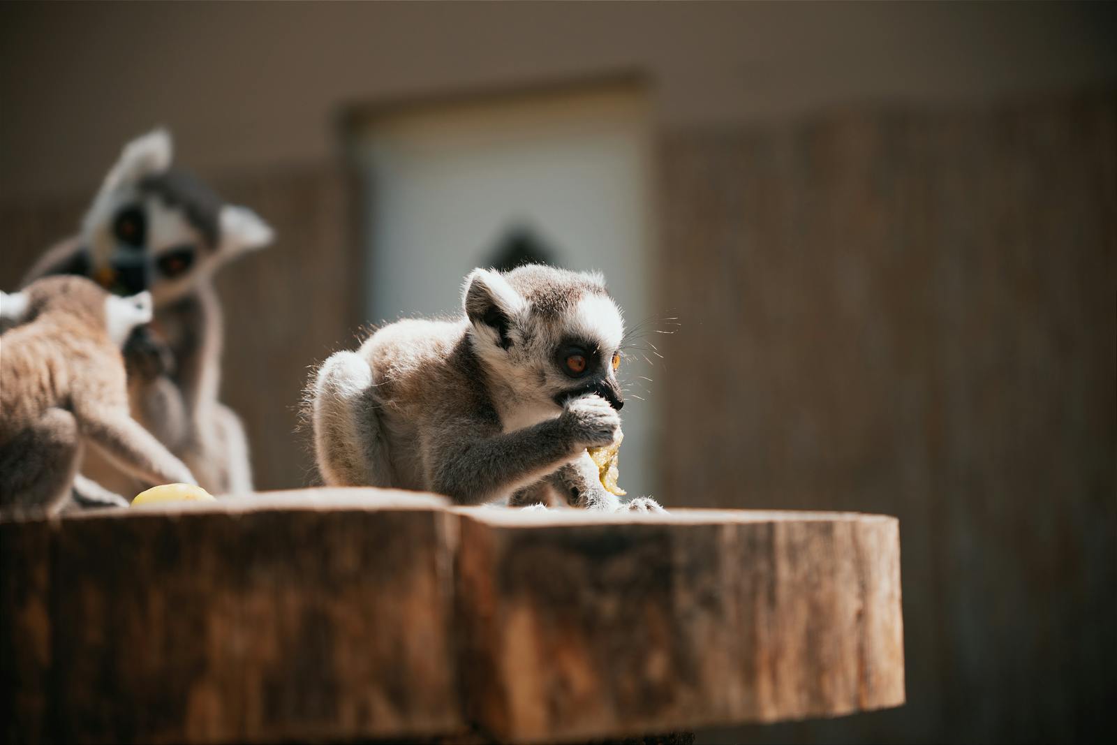 Lémurien à Andasibe Madagascar