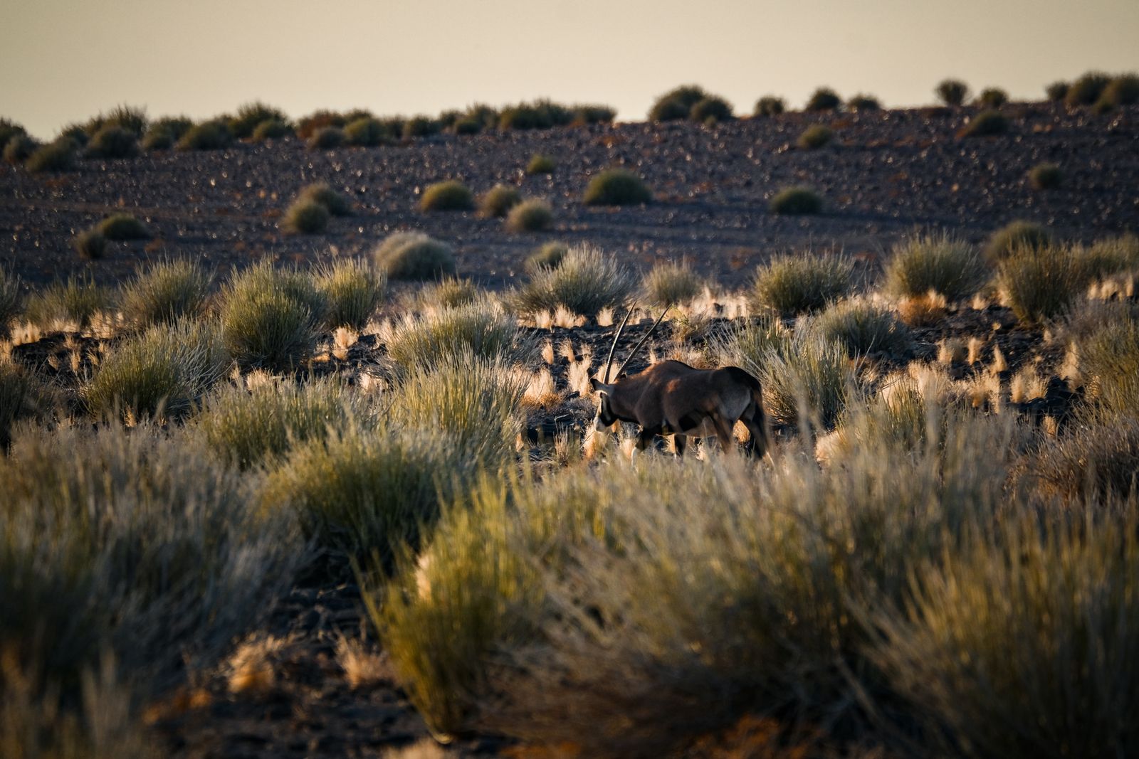Oryx dans les herbes de la saison verte, plaines namibiennes