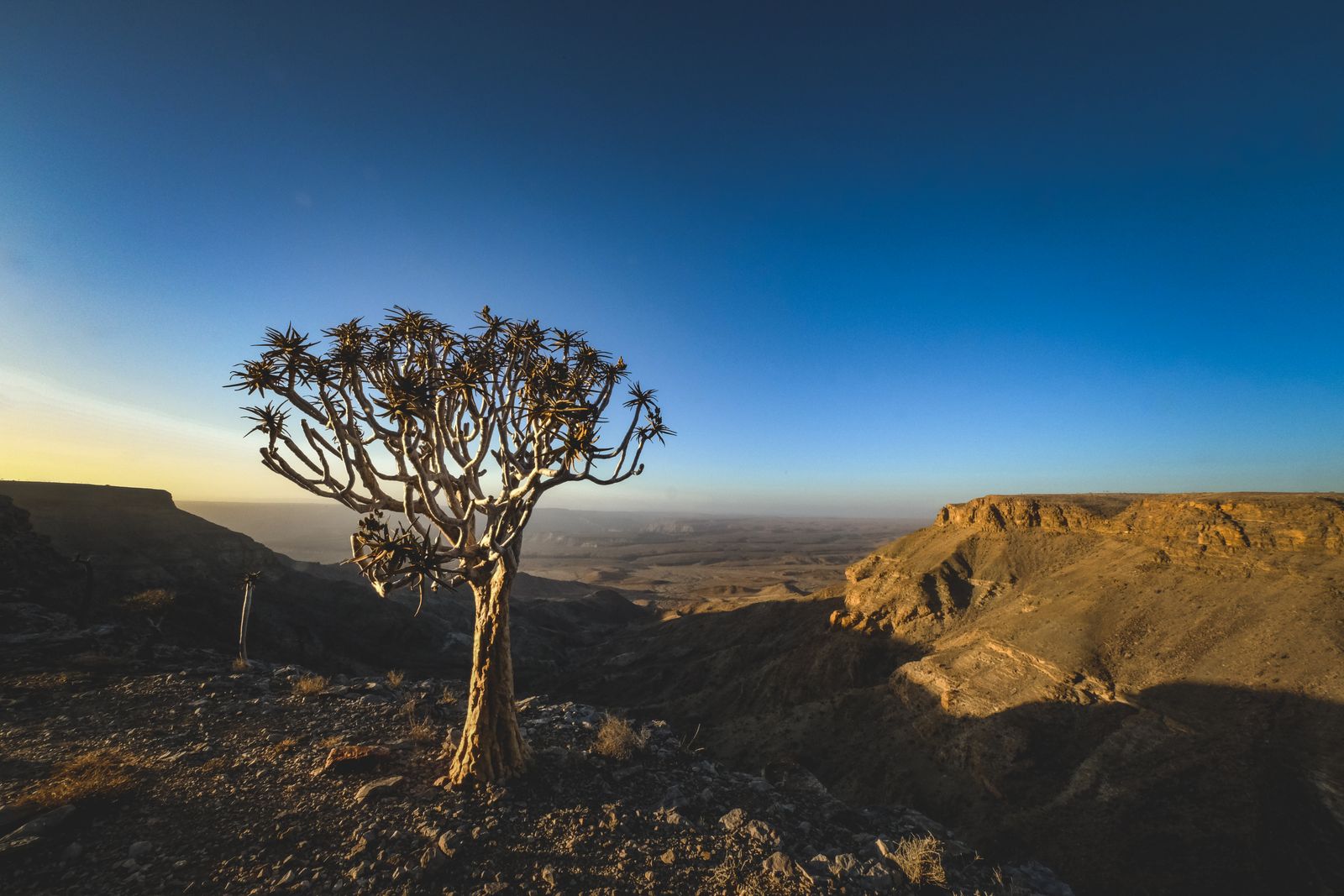 Arbre-carquois au bord du Fish River Canyon au crépuscule, Namibie