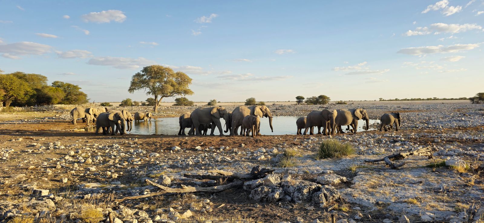 Troupeau d'éléphants à un point d'eau du parc d'Etosha, Namibie