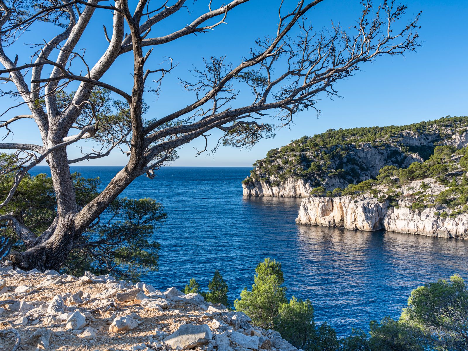 Calanque aux falaises calcaires blanches et pins près de Cassis