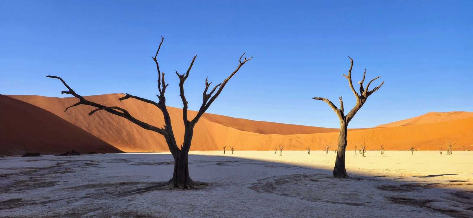 Arbres morts du Deadvlei devant une dune orange, Sossusvlei, Namibie