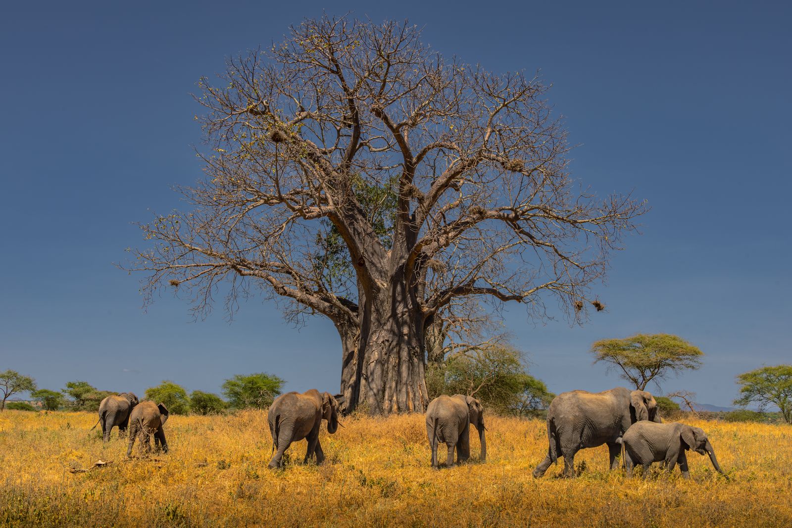 Éléphants sous un baobab du parc de Tarangire, Tanzanie