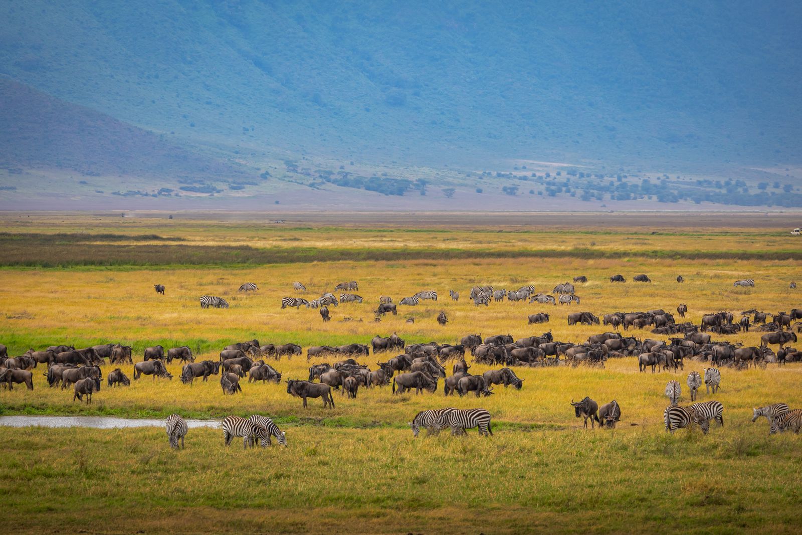 Vue plongeante sur le cratère du Ngorongoro, Tanzanie