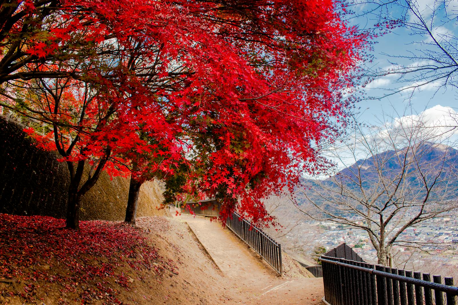 Érables rouges du momiji au Japon en automne