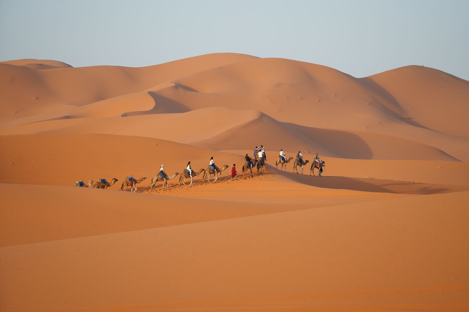 Caravane de dromadaires dans les dunes de l'erg Chebbi, Maroc
