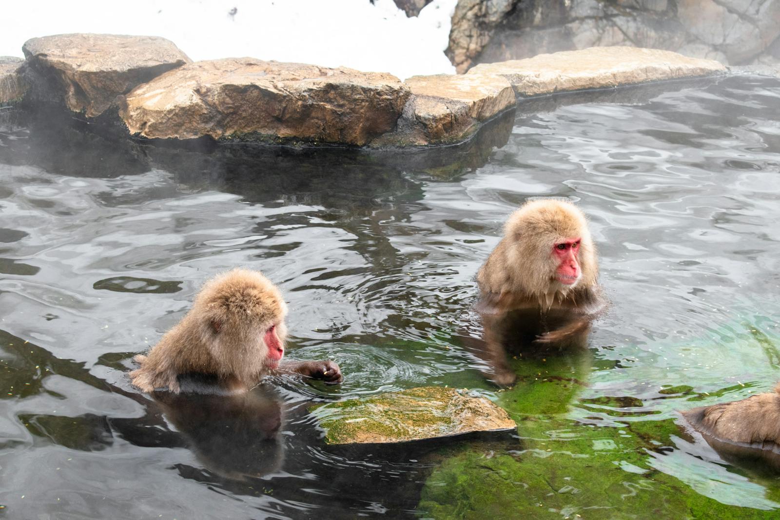 Macaques japonais se prélassant dans une source chaude à Yamanouchi, Nagano