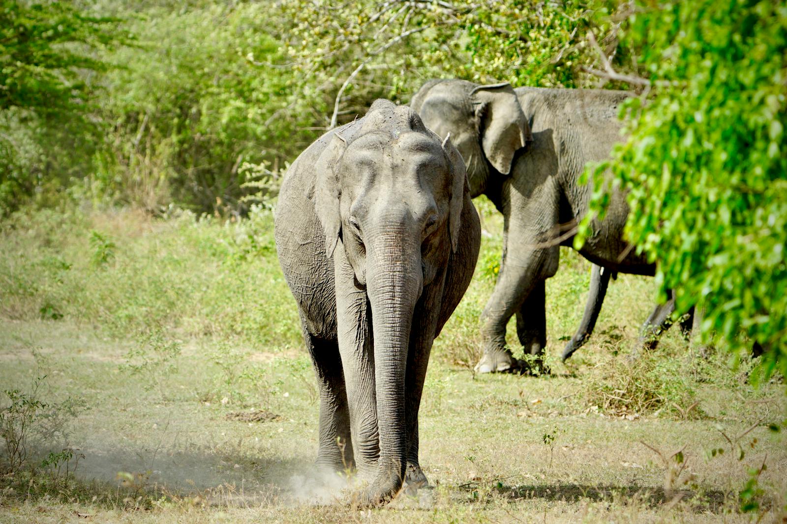 Éléphants d'Asie sauvages dans la province d'Uva au Sri Lanka