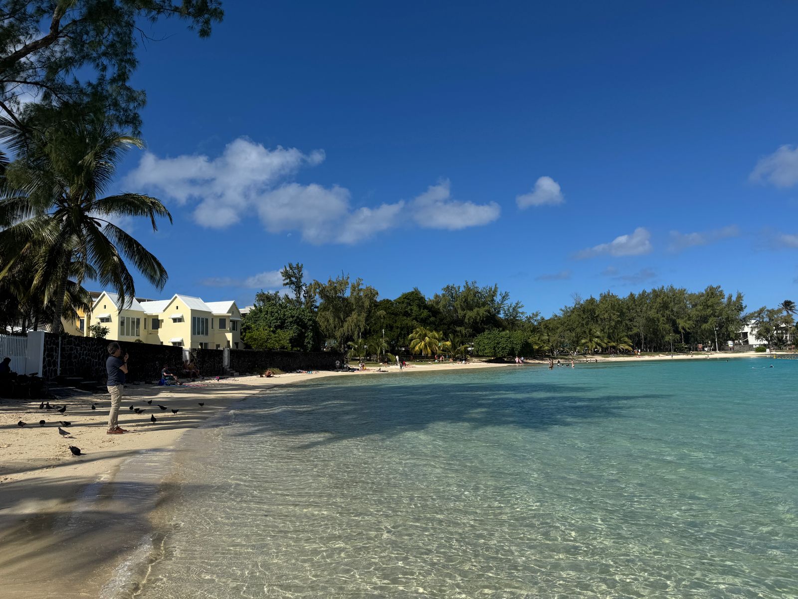 Île aux Cerfs cocotiers