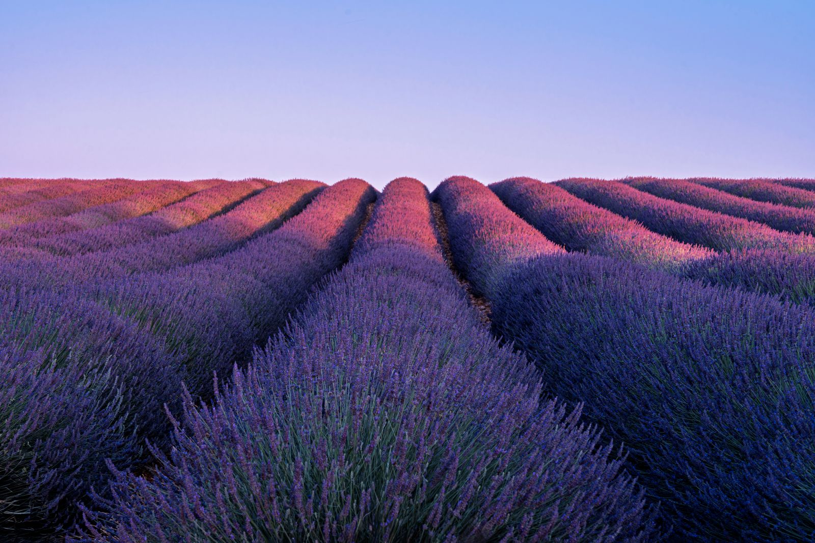 Champ de lavande en fleur sur le plateau de Valensole