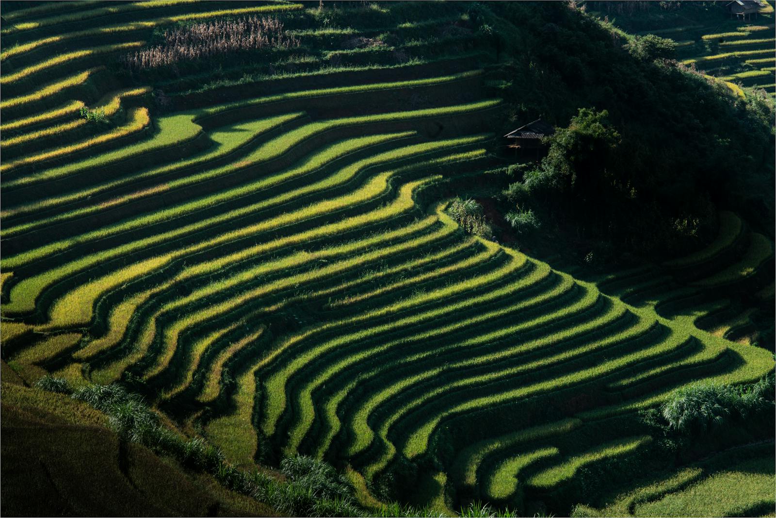 Baie d'Halong au Vietnam, jonques traditionnelles entre les îles karstiques