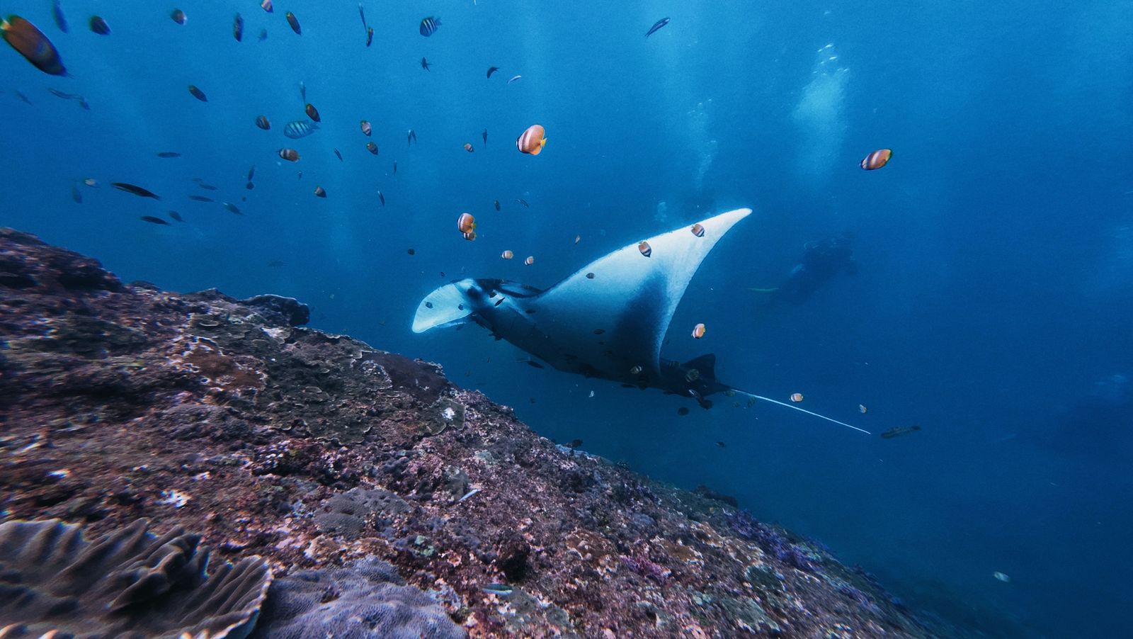 Raie manta majestueuse nageant parmi les poissons dans les eaux de Bali