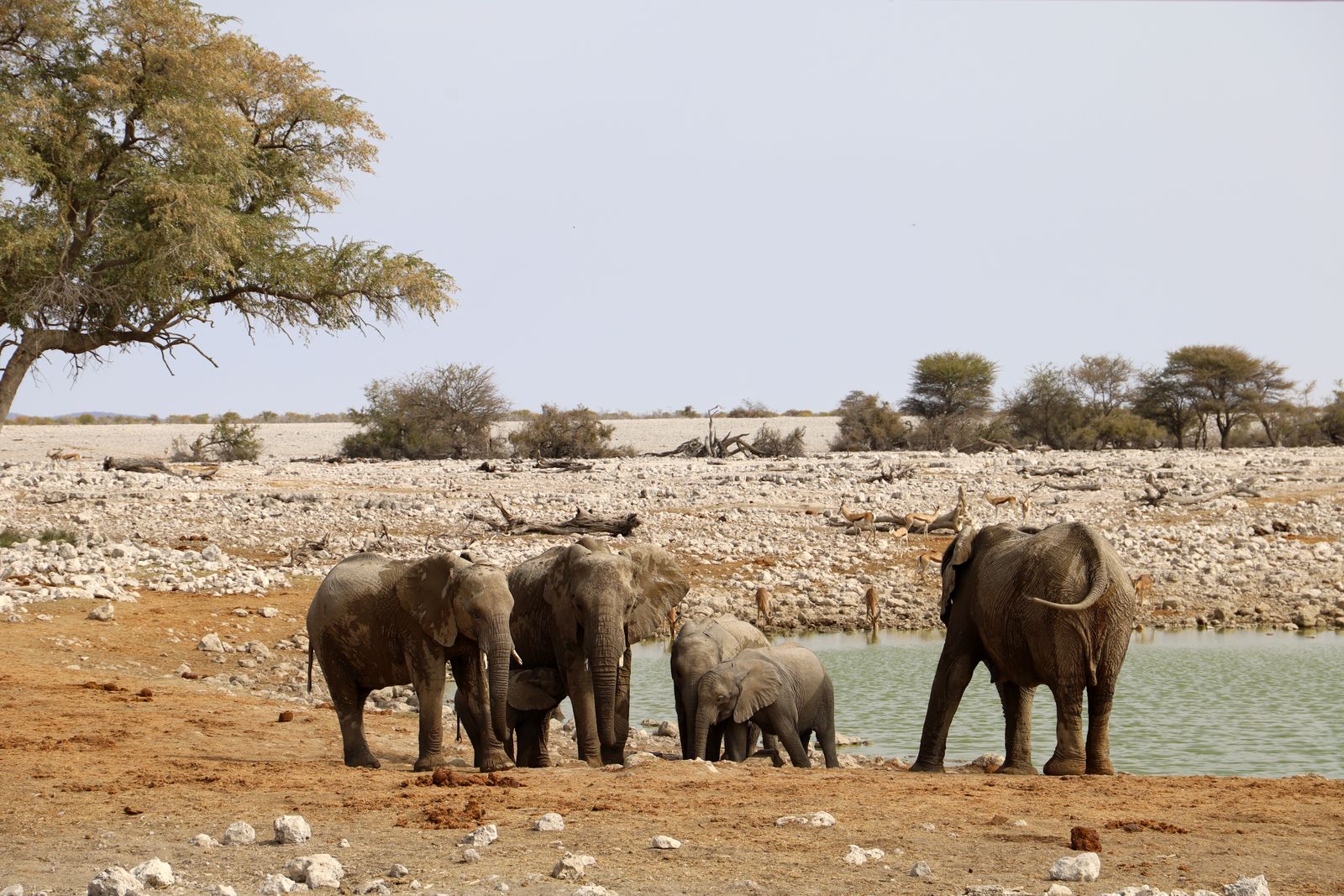 Éléphants à un point d'eau du parc national d'Etosha, Namibie