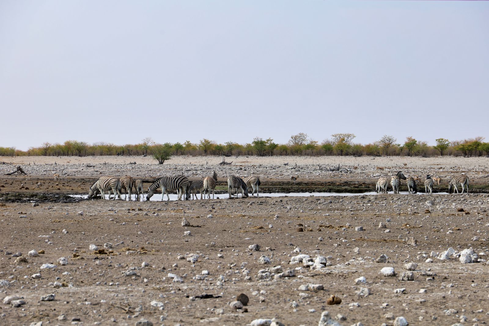 Zèbres à un point d'eau d'Etosha en saison sèche, Namibie