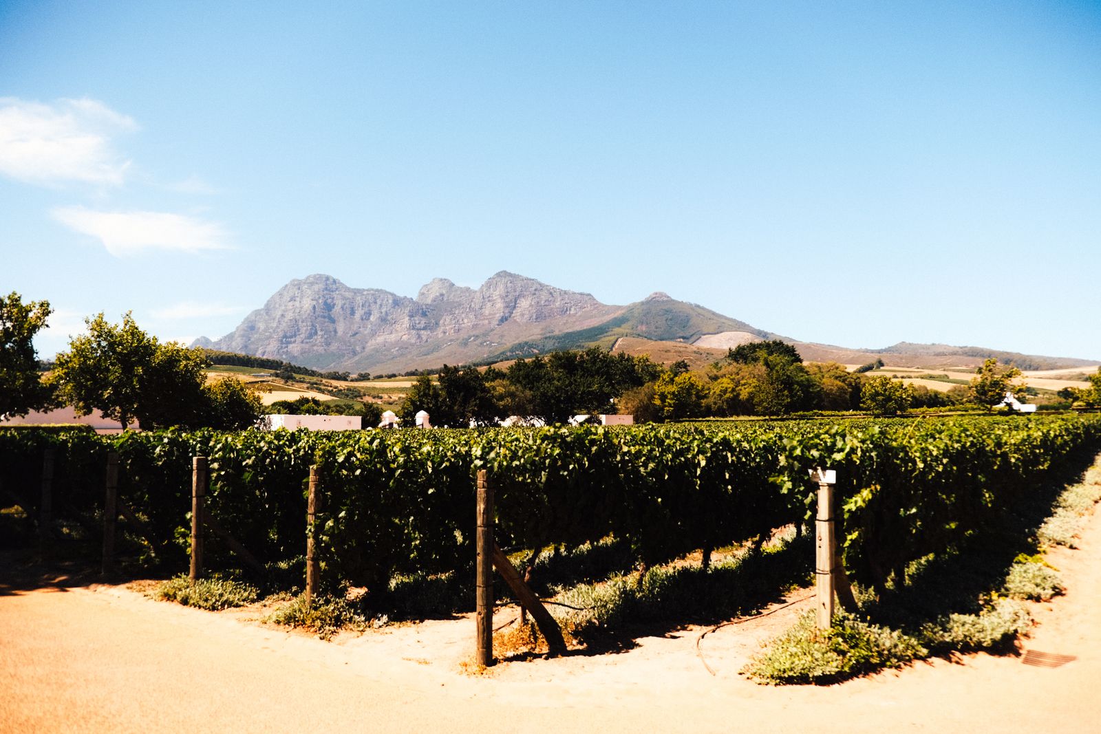 Rangs de vigne des Winelands au pied des montagnes du Cap, Afrique du Sud