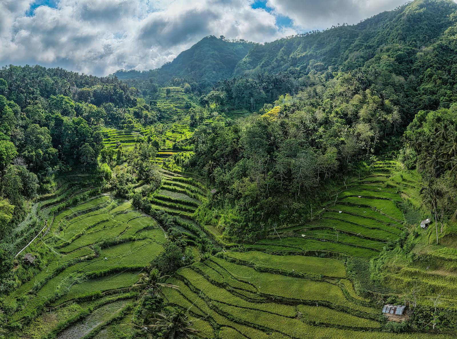 Vue aérienne des rizières en terrasses de Bali avec montagnes verdoyantes en arrière-plan
