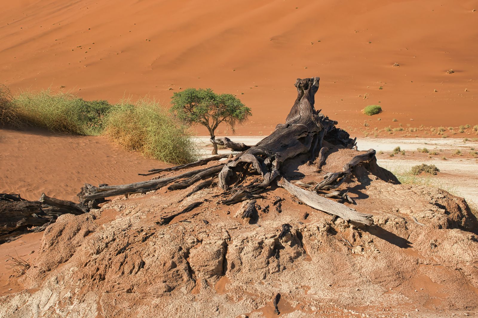 Otaries sur la côte atlantique près de Walvis Bay, Namibie