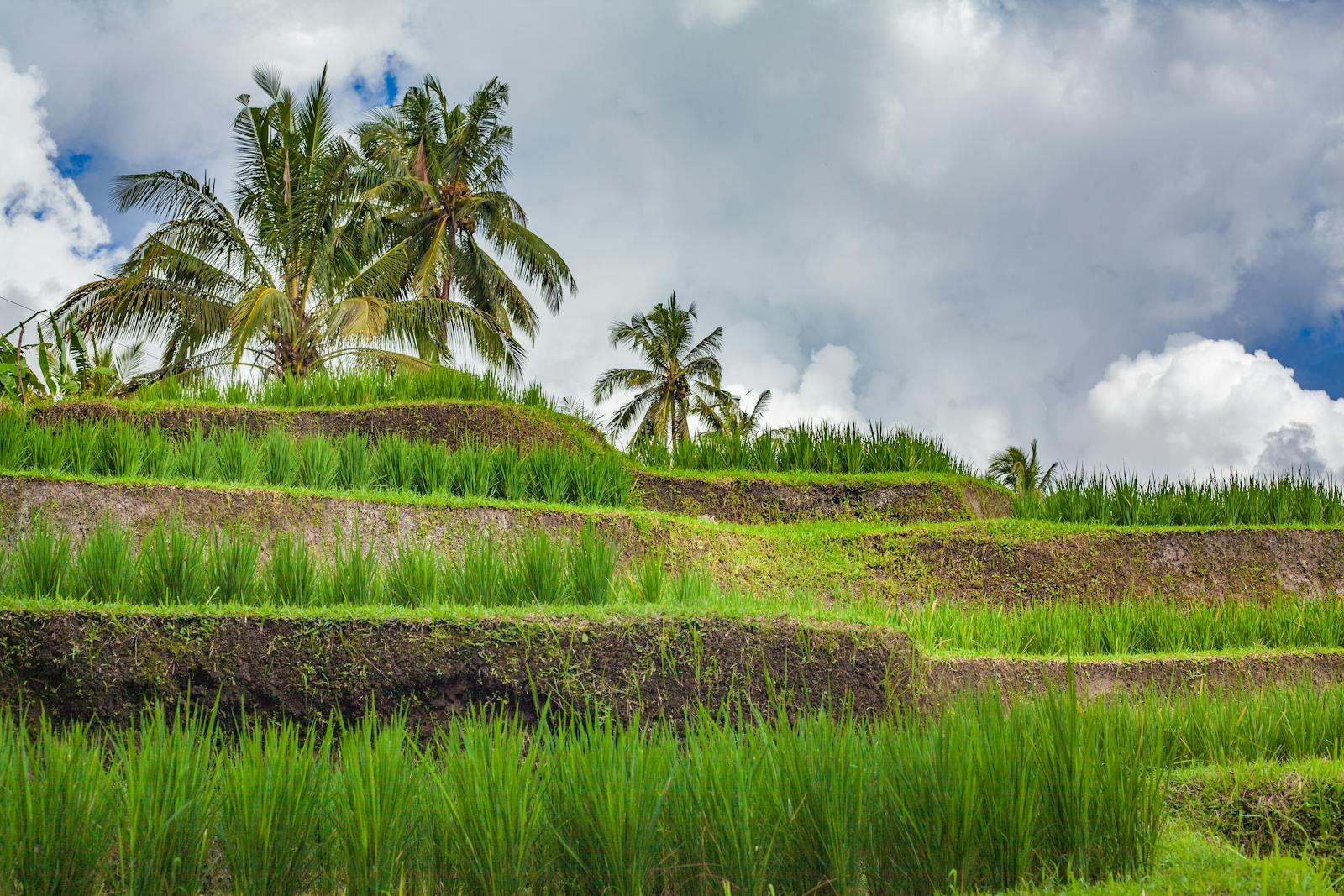 Rizières en terrasses de Jatiluwih à Bali avec cocotiers et ciel bleu
