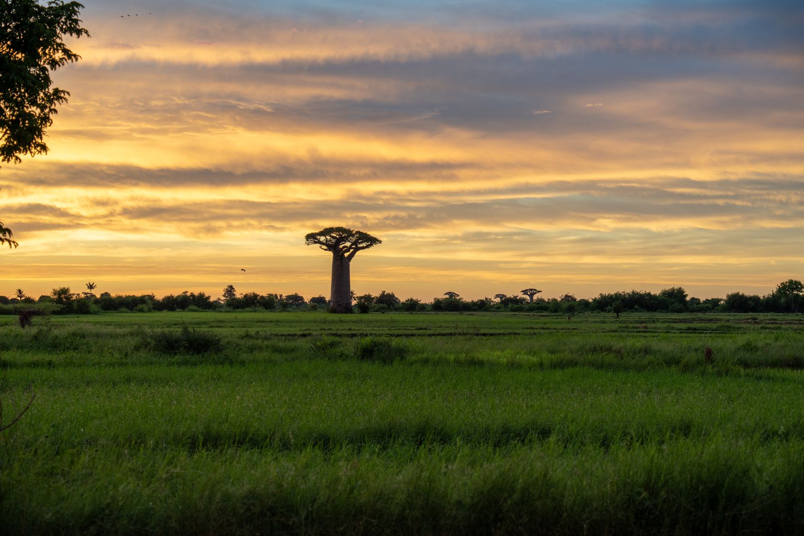 Allée des Baobabs au coucher du soleil à Madagascar