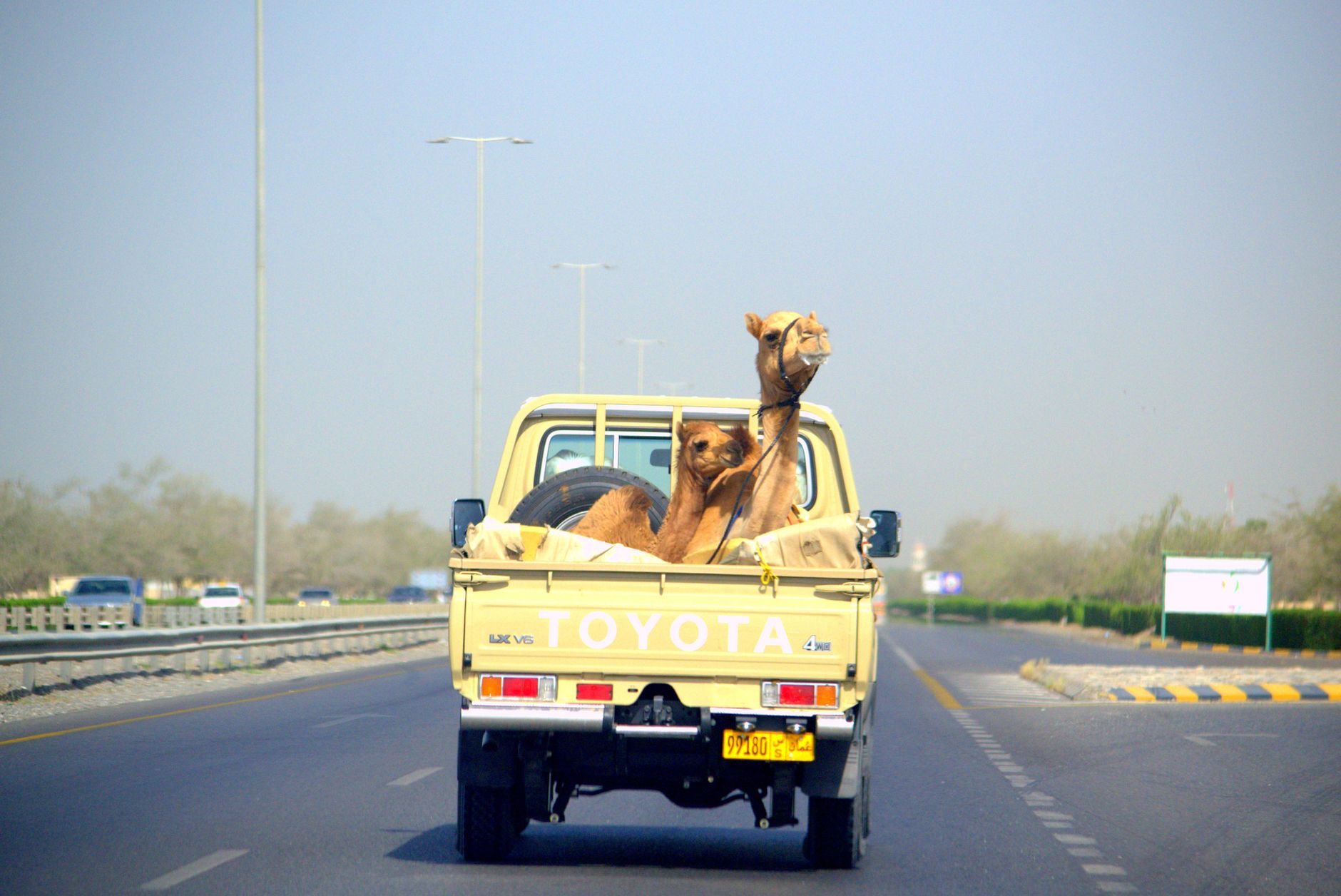 Dromadaires transportés dans un pick-up sur une route d'Oman