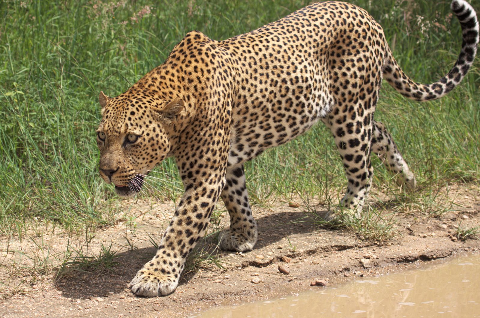 Léopard dans le parc Kruger, Afrique du Sud
