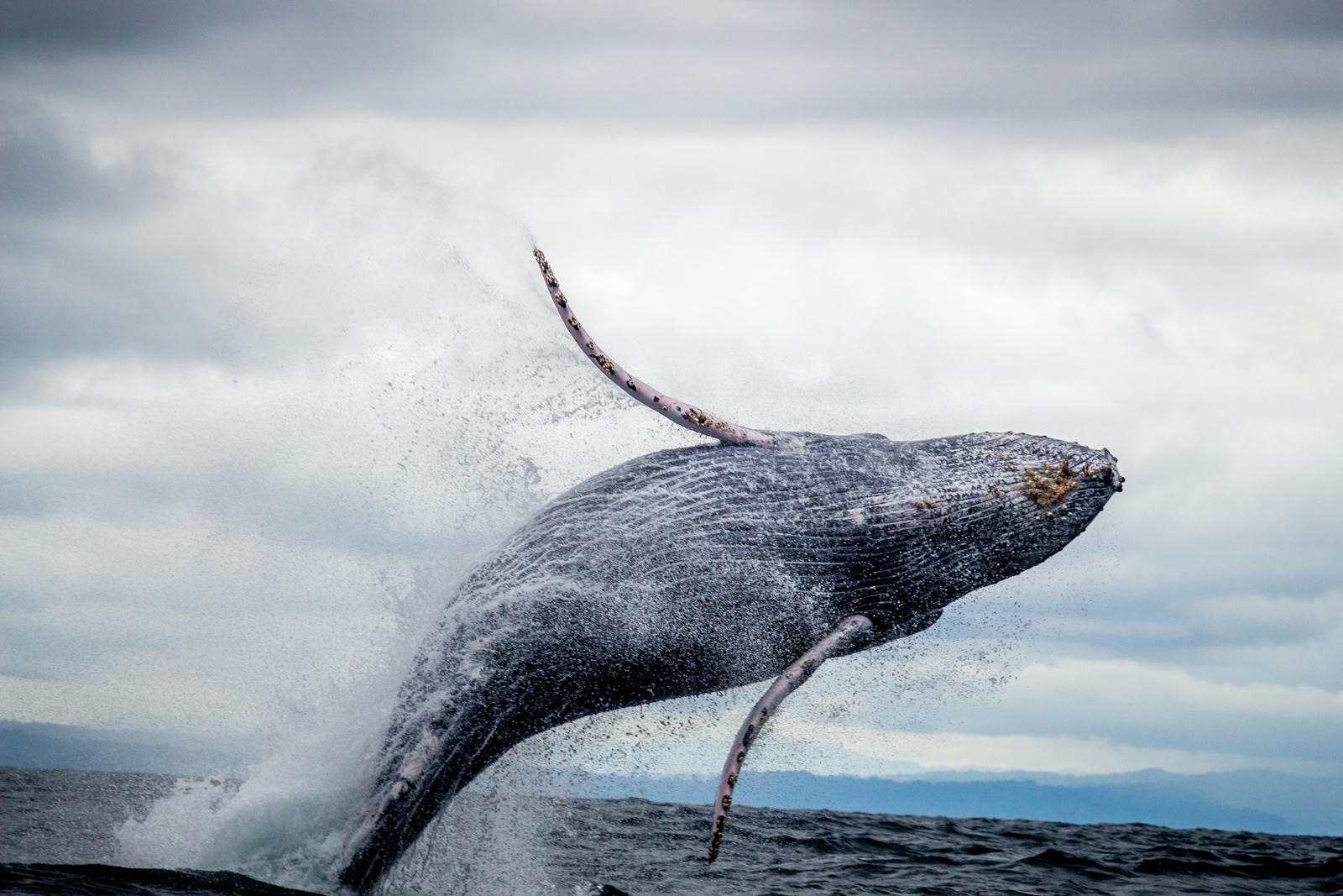 Saut spectaculaire d'une baleine à bosse hors de l'océan Indien