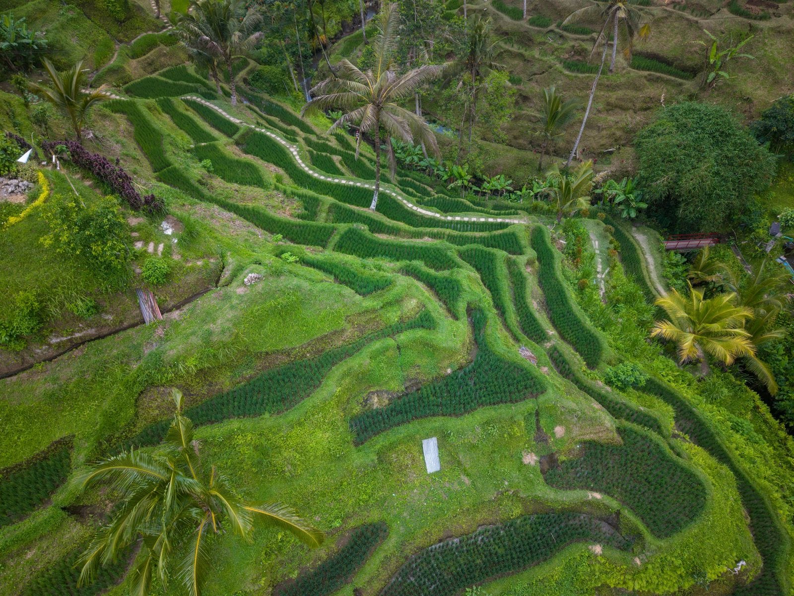 Vue aérienne des rizières en terrasses verdoyantes de Bali