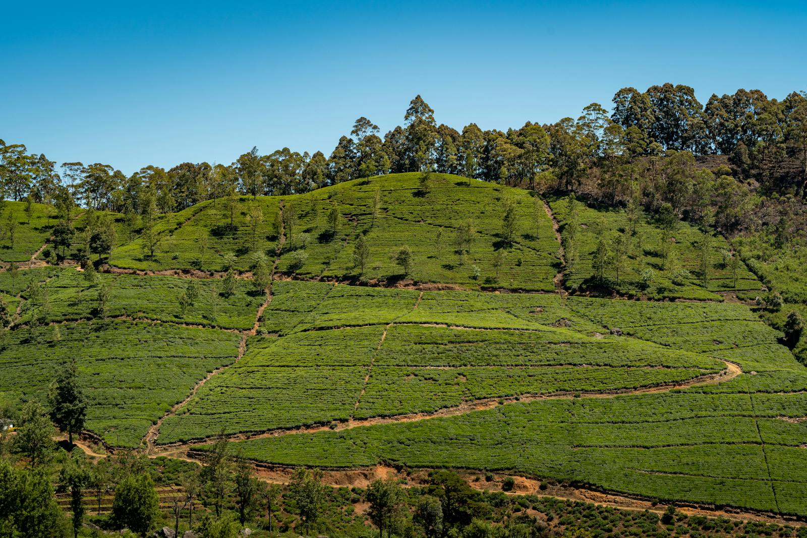 Plantation de thé verte luxuriante des hauts plateaux du Sri Lanka sous un ciel bleu