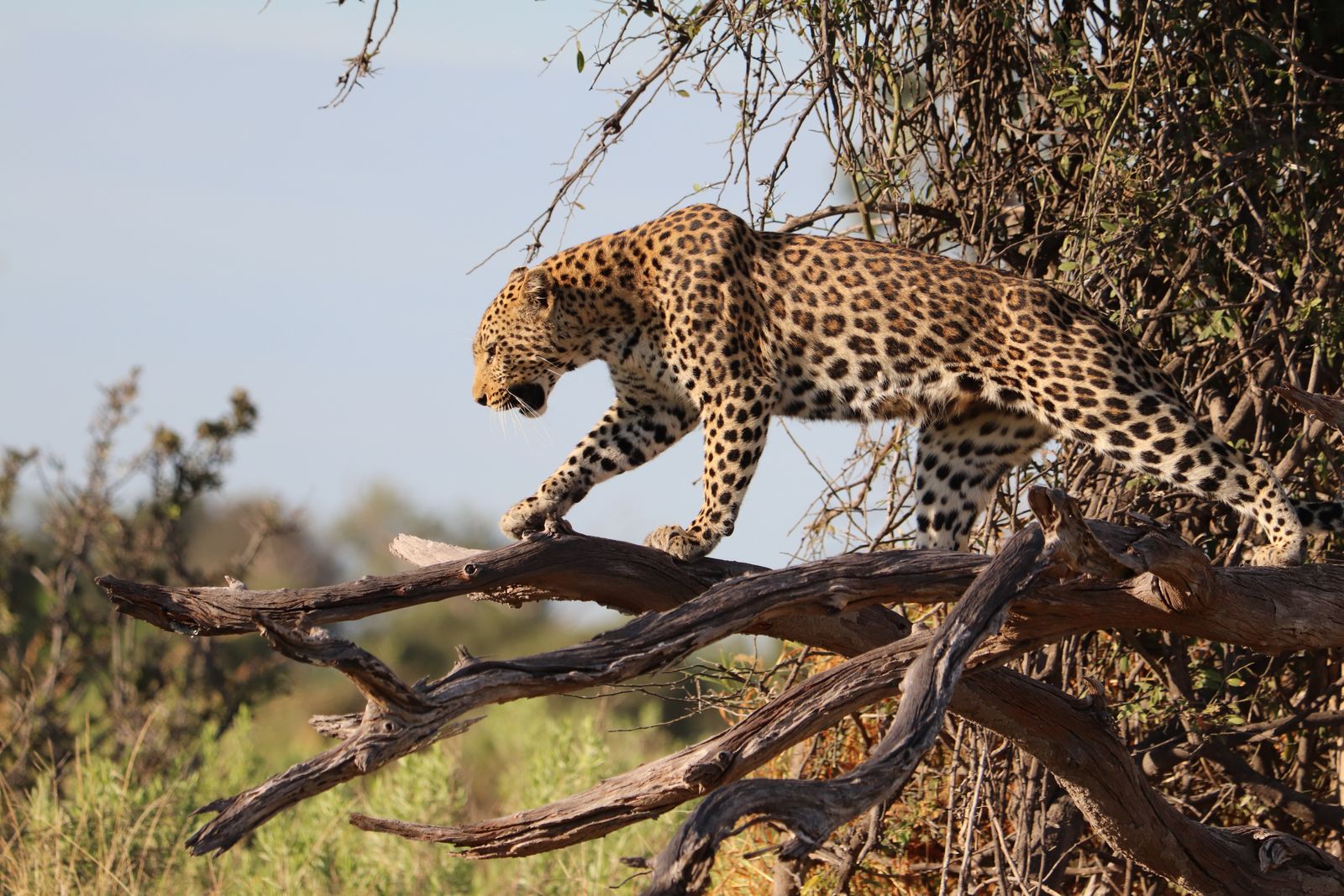 Léopard allongé sur une branche dans le bush sud-africain
