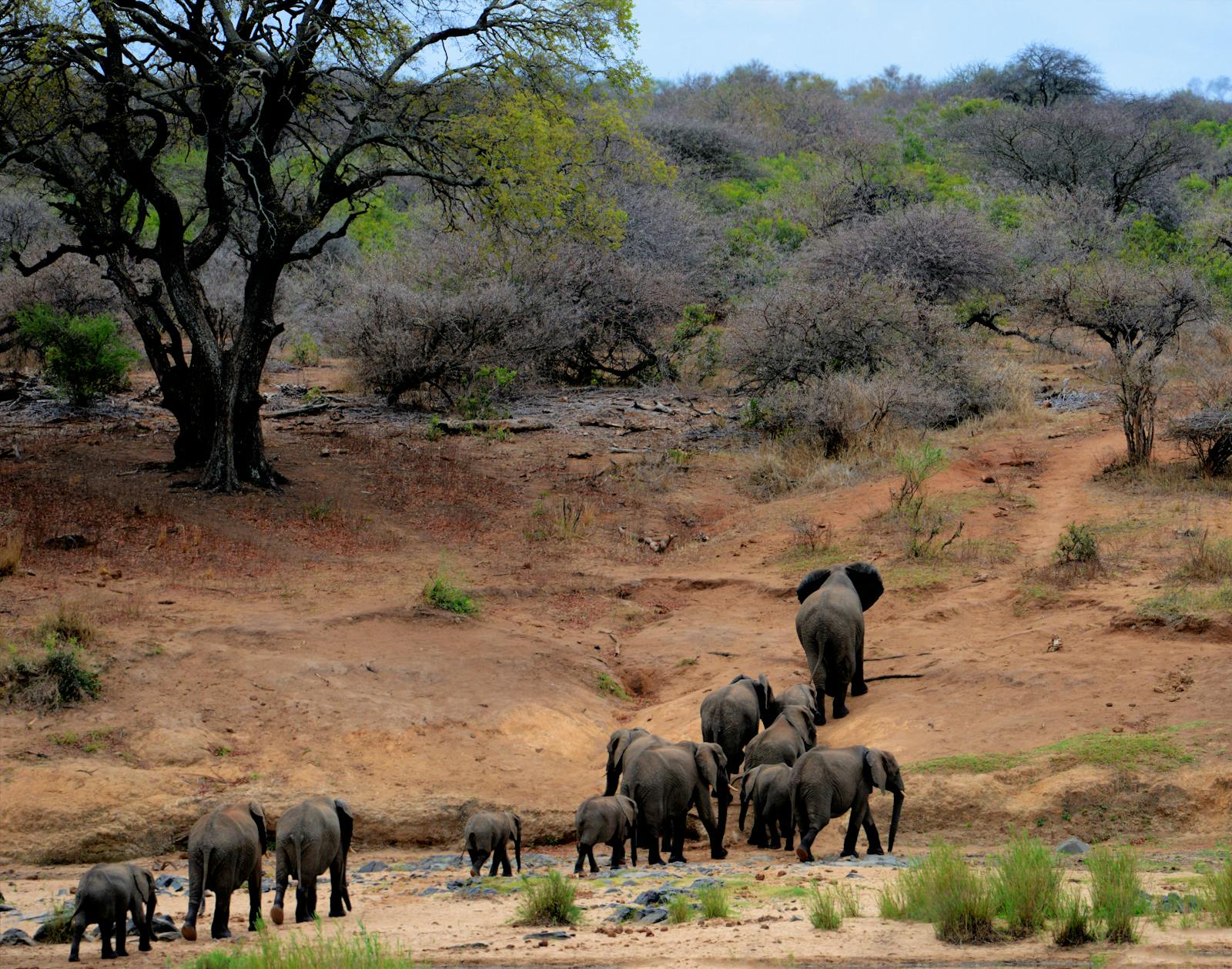 Léopard observé lors d'un safari dans le parc Kruger, Afrique du Sud