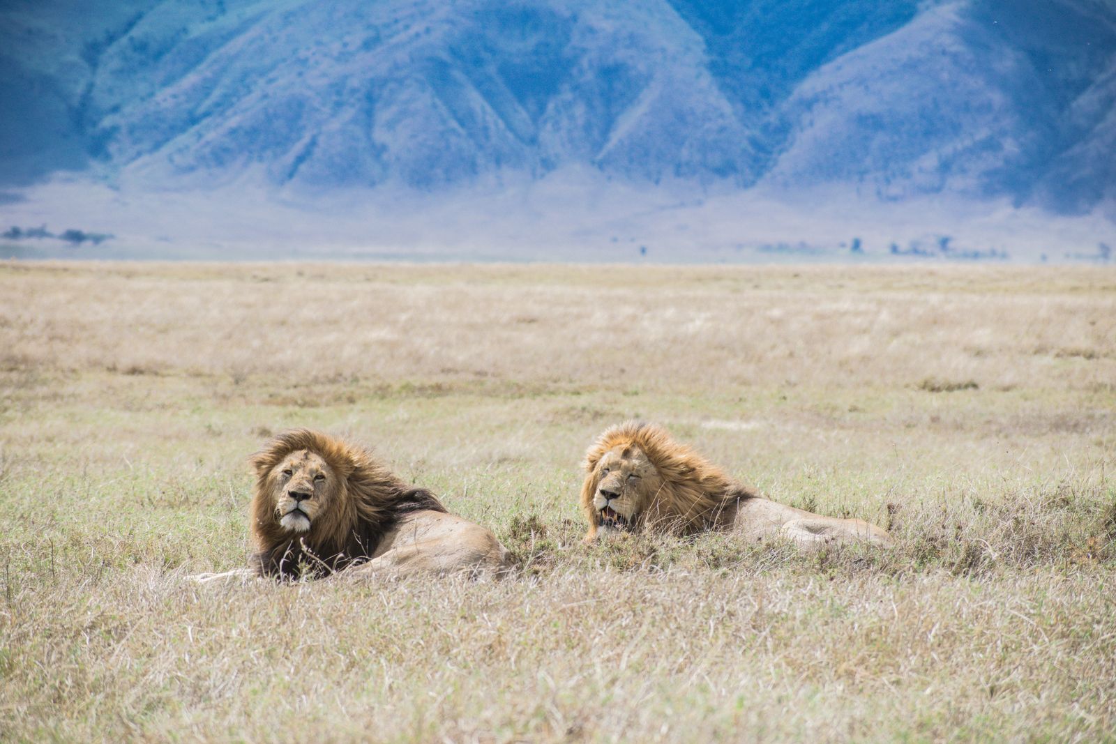 Deux lions mâles couchés au fond du cratère du Ngorongoro, Tanzanie